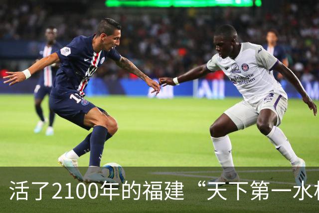 活了2100年的福建“天下第一水松”正濒临死亡？当地：这几年一直在救